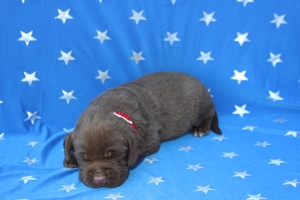 Chocolate Male